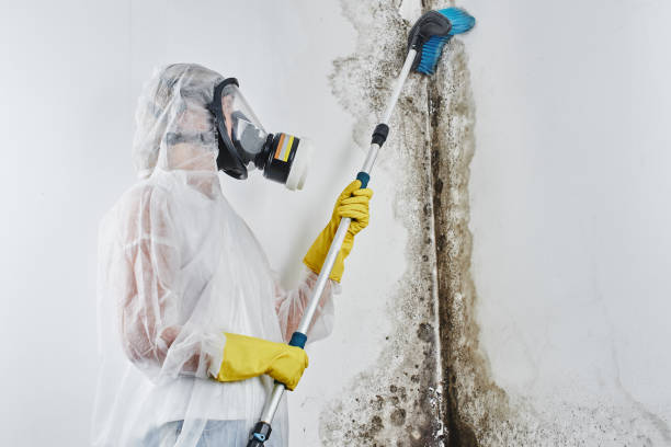 Best Local Mold Removal Service  in Batesburg Leesville, SC