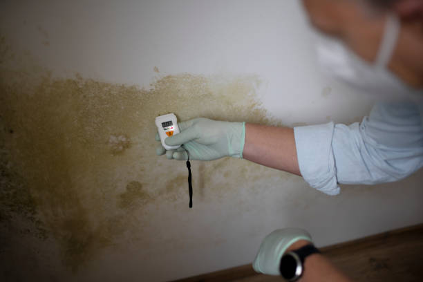 Home Mold Removal in Batesburg Leesville, SC