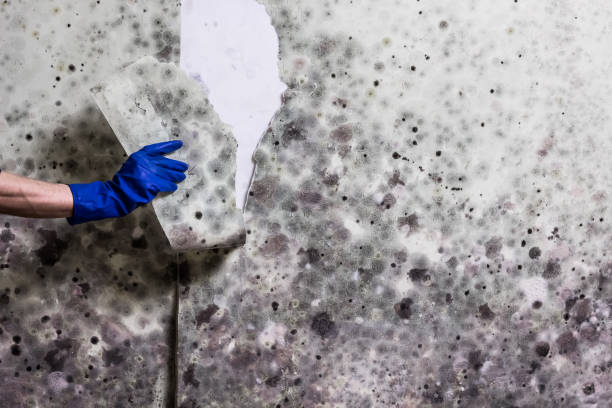 Best Same-Day Mold Removal  in Batesburg Leesville, SC